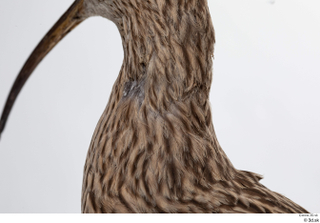 Bird  11 neck 0003.jpg